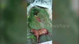 Just a dog sleeping in garden pond
