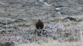 Red grouse in freezing Scottish moorland along A93 Glen Clunie near Braemar