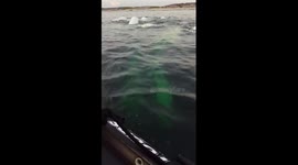 Big beluga whale pod