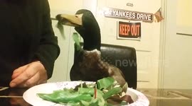 Pet duck devours salad before jumping on his plate