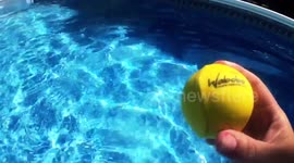 Dog levels up game of fetch