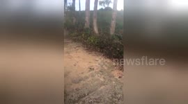 Newsflare Edit - Spider video