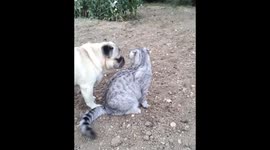 Pugandcat : planet earth 2!!!