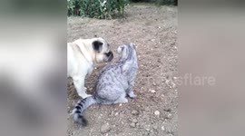 Cat and pug square up in cutest stand-off ever