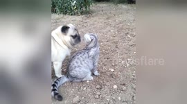 Newsflare Edit - Cat and pug square up in cutest stand-off ever