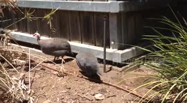 Bird Nesting
