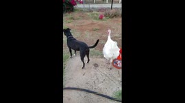 Turkey attacks dog