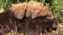 Cute bush dog puppies cuddle up to keep warm on a cold British day