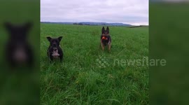 Police Officer Pulls Off The Best Mannequin Challenge Yet - With His Two Police Dogs.
