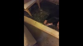 Cat gets stuck in walls and under the floor