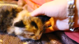 'Lost' kitten returns home and seems very happy