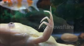 Frogzilla the African Clawed Frog!