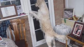 Clever dog lets herself in through the back door