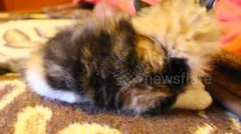 Zoom To A Hairy ''Lion'' Kitten