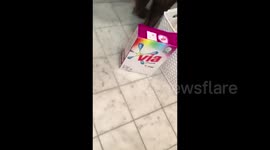 Dog does Mannequin Challenge