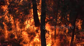 Fire in Carmel forest.