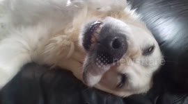 The most relaxed dog ever
