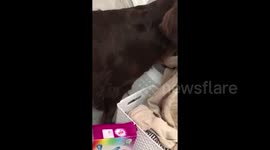 Dog does Mannequin Challenge