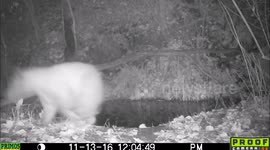 Bear caught on night cam gets startled for no reason