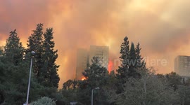 Trees catch fire near high rise residential building.