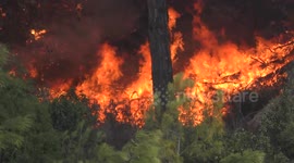 Trees catch fire near houses and residential buildings.