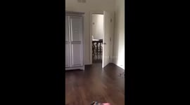 Morning Dogs