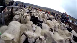 Sheep gathering in Iceland 2014