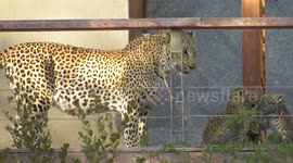 Leopard and cubs explore safari lodge