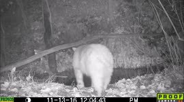 Newsflare Edit - Bear caught on night cam gets startled for no reason