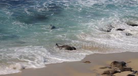 Fun with Sea Lions at the Beach