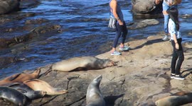 Lady Steps up to a Sea Lion