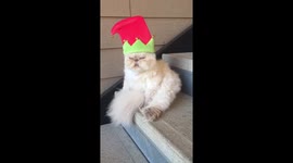 Cat version of Elf on the Shelf