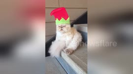 Newsflare Edit - Cat version of Elf on the Shelf