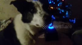 XMAS tree 2016 Have a Nice Chiristmas