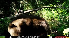 Bear Rips Camera off Tree 07052015