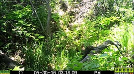 bear toenails 30May2016