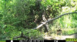 bear plays with stick 17Aug2016