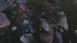 Drone footage opf a girl falling face first into bushes due to tripping. FUNNY