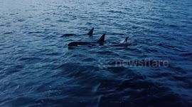 Orca Whales by drone in Tromso Norway