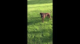 Boxerdog faiking to catch a stick, faceplants in slomo.