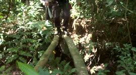 Paititi Expedition: Awkward log crossing