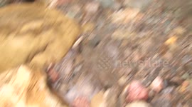 Paititi Expedition: Bees!