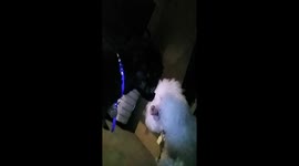 TT and Niko the minature poodles have bonding time