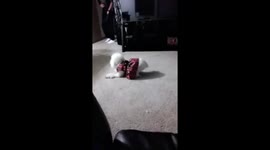 Matiah the Guard Dog