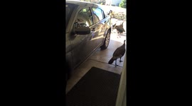 Turkey attack part 2