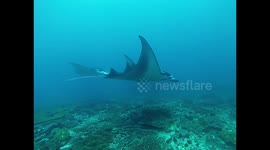 Four Manta Rays Swim By