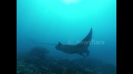 One Manta Ray soars by