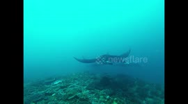 Four Manta Rays swim by