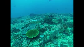 Nurse shark in Nusa Penida Bali Indonesia