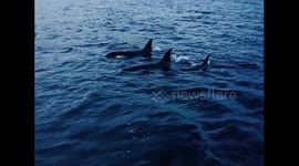 Orca whales filmed by drone in Tromso, Norway